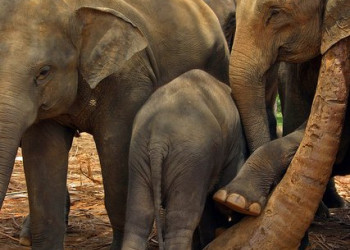 Шри-Ланка, фото № 1141 – фотографии Шри-Ланки