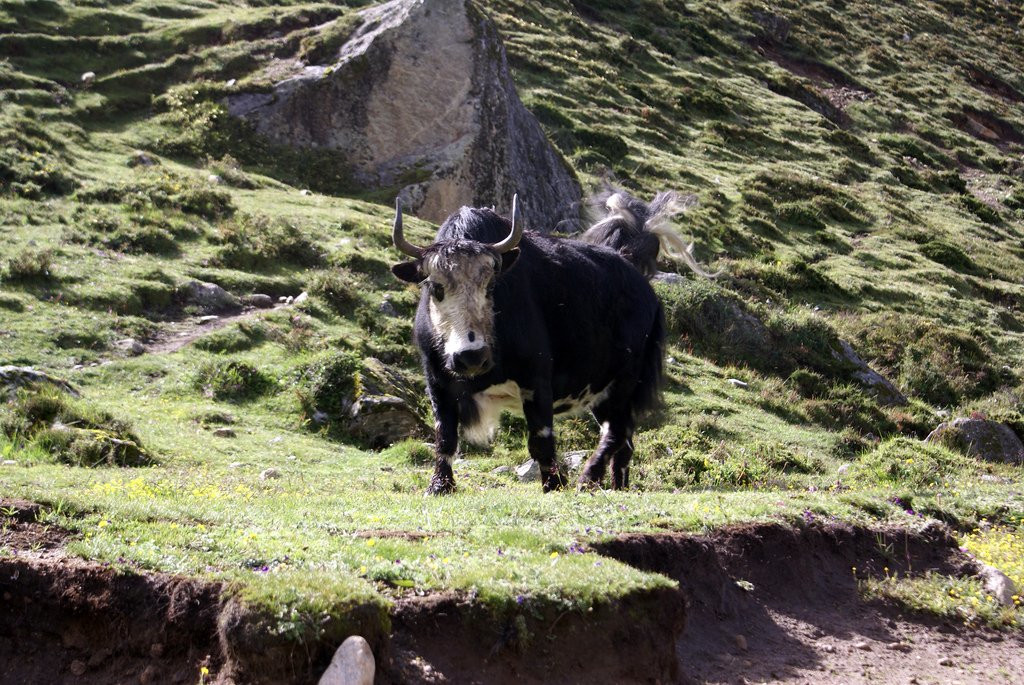 Сагарматха Национальный Парк, Непал, фото № 79058 – фотографии Непала