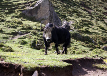 Сагарматха Национальный Парк, Непал, фото № 79058 – фотографии Непала