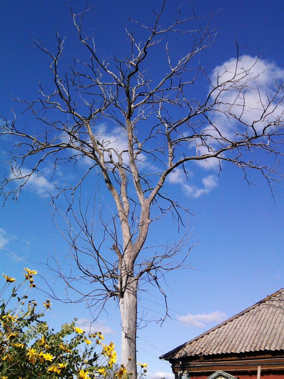 Дерево в Судогде, Россия – фотографии России