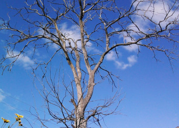 Дерево в Судогде, Россия – фотографии России