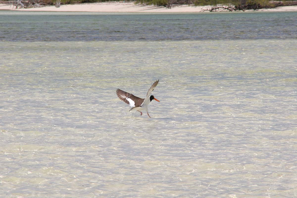 Птица в Инагуа, Багамские острова. Фото 3 – фотографии Багамских островов