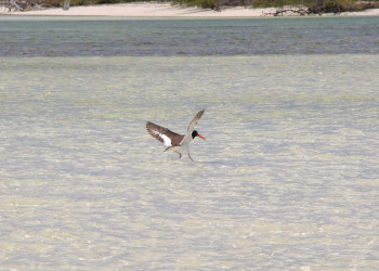 Птица в Инагуа, Багамские острова. Фото 3 – фотографии Багамских островов