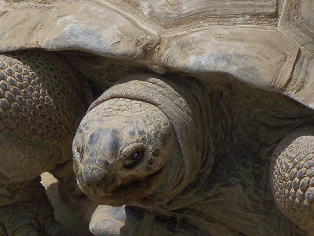 Черепаха Альдабра – фотографии Сейшельских островов