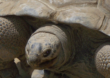 Черепаха Альдабра – фотографии Сейшельских островов