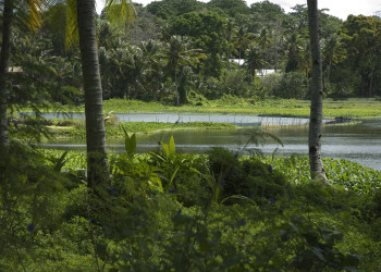 Природа острова Науру в Тихом океане – фотографии Науру