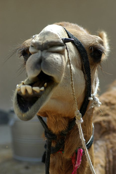 Дубай, ОАЭ, фото № 60798 – фотографии ОАЭ