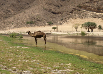 Оман, фото № 5215 – фотографии Омана