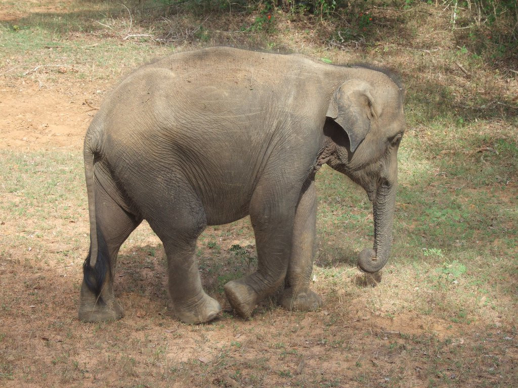 Яла Национальный Парк, Шри-Ланка, фото № 52695 – фотографии Шри-Ланки