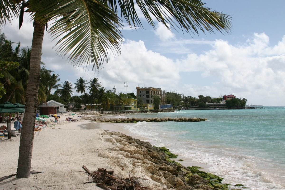 Пальма и пляж на южном побережье Барбадоса – фотографии Барбадоса