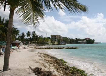 Пальма и пляж на южном побережье Барбадоса – фотографии Барбадоса