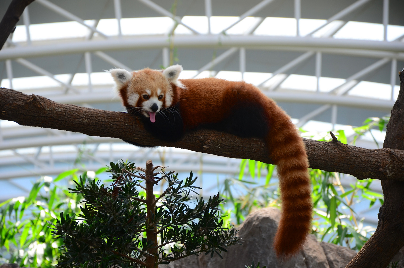 Парк "Речное Сафари" в Сингапуре. Фото 6 – фотографии Сингапура