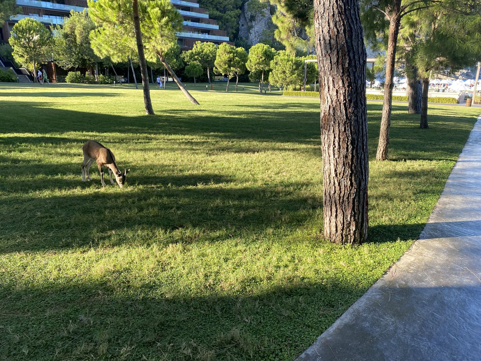 Олени на территории отеля Maxx Roayl Kemer в Турции – фотографии Турции