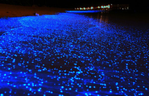 Светящийся пляж острова Ваадху (Vaadhoo) на Мальдивах – фотографии Мальдивских островов