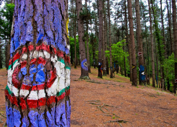 За пару лет художник Агустин Ибаррола создал свою коллекцию картин на деревьях Живого леса Ома – фотографии Испании