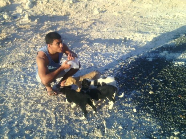 Собачки – фотографии Египта