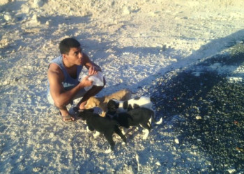 Собачки – фотографии Египта