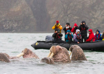 Остров Врангеля 5 – фотографии России