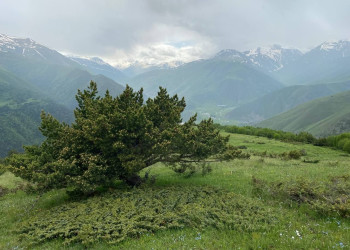 Горная сосна и можжевельник в районе Зарамагского водохранилища – фотографии России