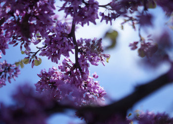 Херсонес Таврический – фотографии России