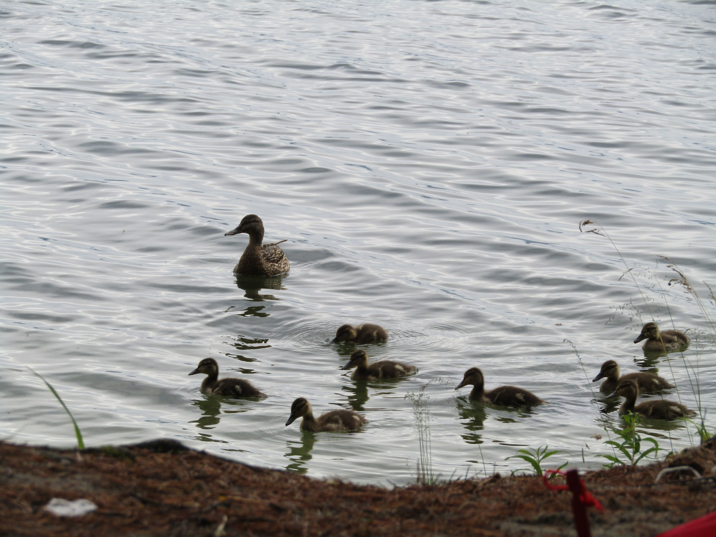 оз.Тургояк – фотографии