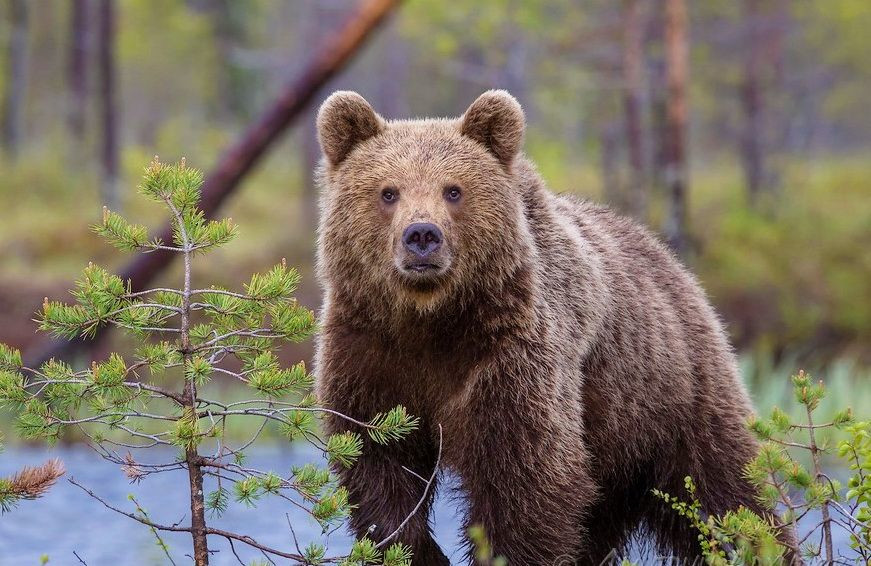 Река Кожим – фотографии