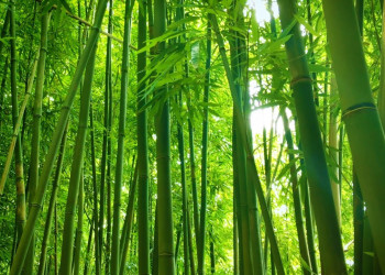 Арасияма – фотографии Японии