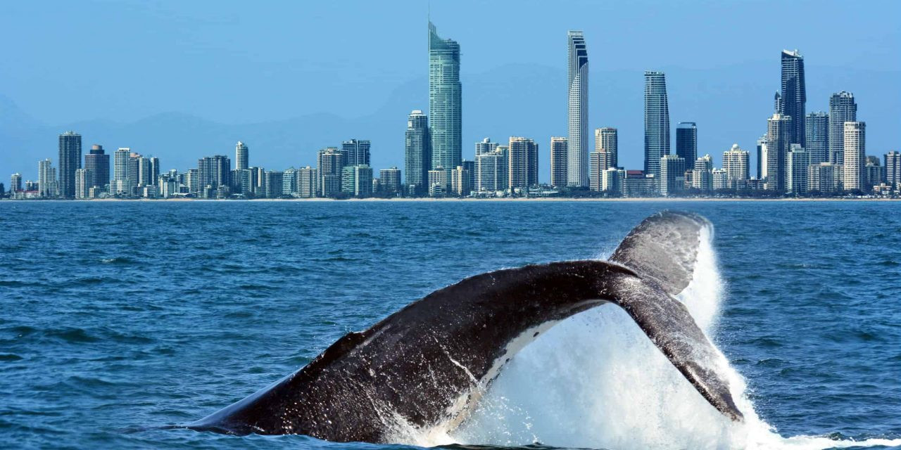 Кит у побережья Gold Cost – фотографии Австралии