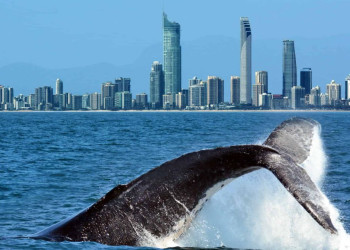 Кит у побережья Gold Cost – фотографии Австралии