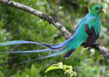 Природное изобилие на тропе Сендеро-де-лос-Кетцалес в Панаме – фотографии Панамы