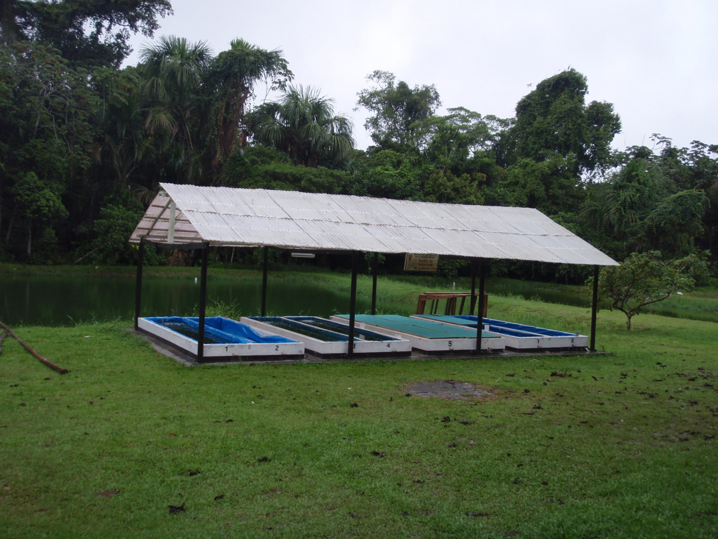 Центр спасения амазонских ламантинов – фотографии Перу