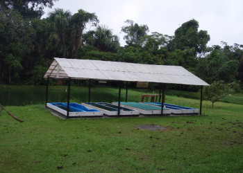 Центр спасения амазонских ламантинов – фотографии Перу