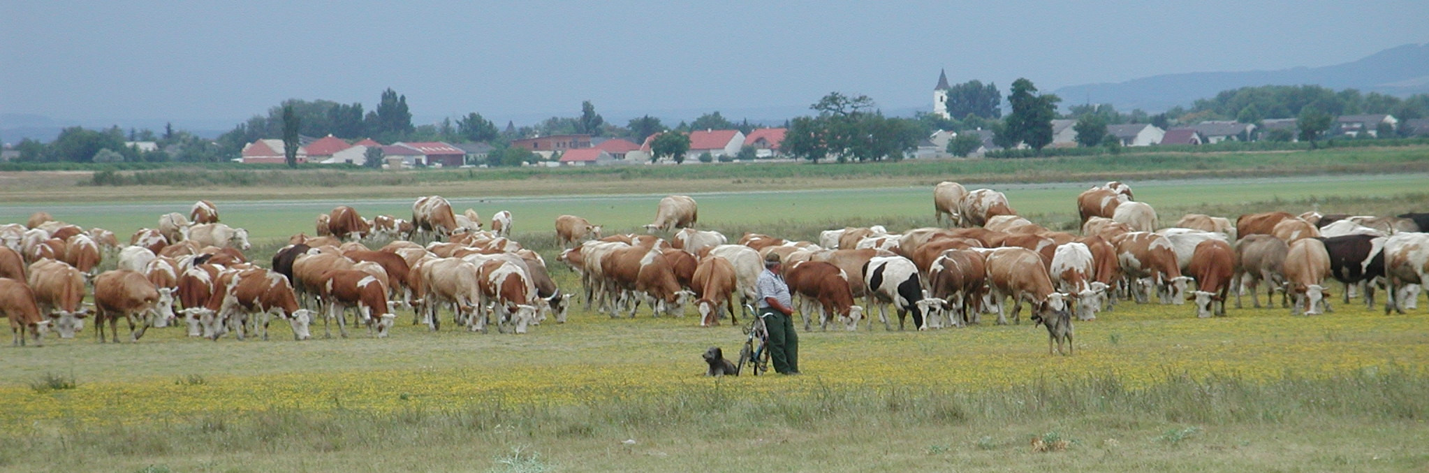 Стадо коров. Нойзидлерзе-Зевинкель. Австрия – фотографии Австрии