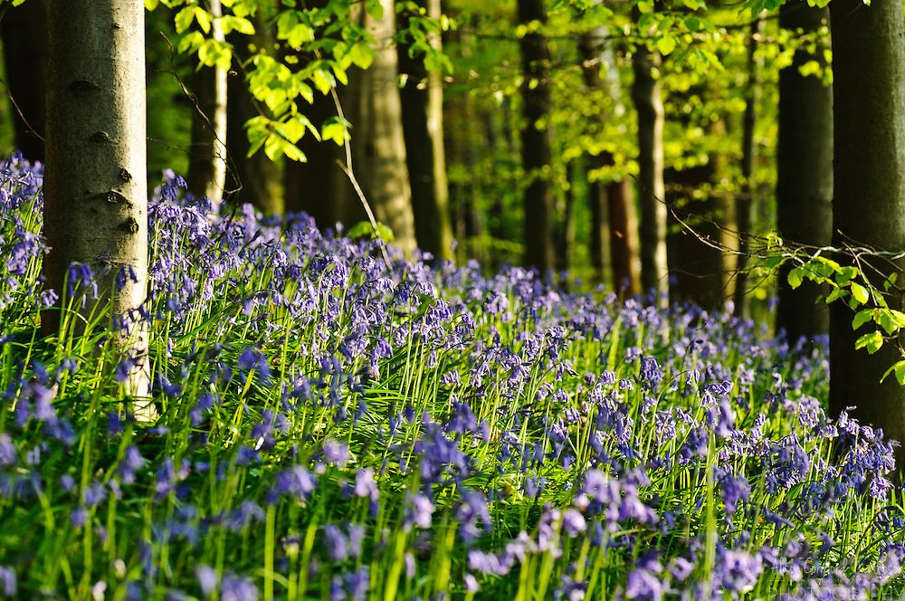 Синий лес (The Hallerbos), Брюссель, Бельгия – фотографии Бельгии