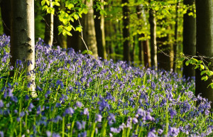 Синий лес (The Hallerbos), Брюссель, Бельгия – фотографии Бельгии