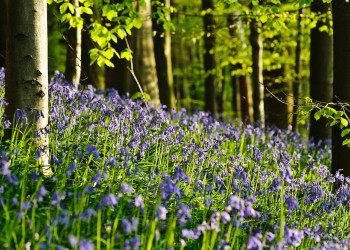 Синий лес (The Hallerbos), Брюссель, Бельгия – фотографии Бельгии