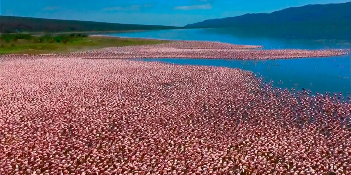 Розовый фламинго в парке «Озеро Накуру» (Lake Nakuru) в Кении – фотографии Кении