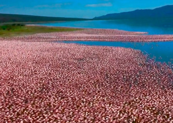 Розовый фламинго в парке «Озеро Накуру» (Lake Nakuru) в Кении – фотографии Кении