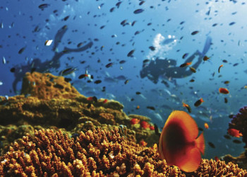 Большой Барьерный риф разделён на зоны с разными правилами разрешённых и запрещённых действий – фотографии Австралии