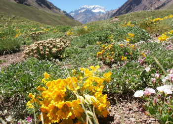 Флора. Аконкагуа. Аргентина. – фотографии Аргентины