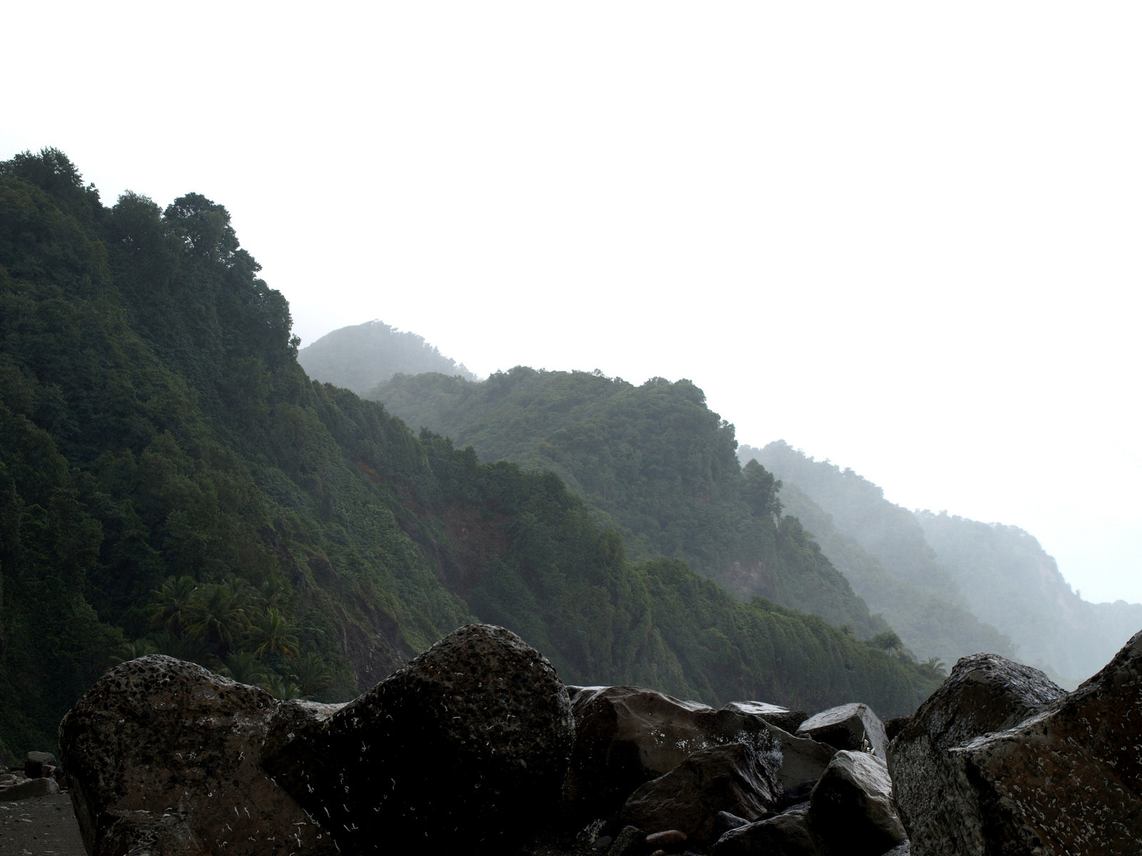 Побережье Гран'Ривьер на Мартинике – фотографии Мартиники