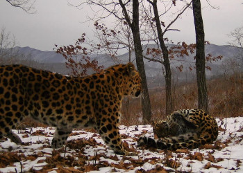 Кедровая Падь - заповедник России – фотографии России