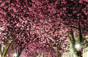 Чтобы добраться до Вишневого туннеля, начинать прогулку стоит от остановки на улице Оксфордштрассе – фотографии Германии