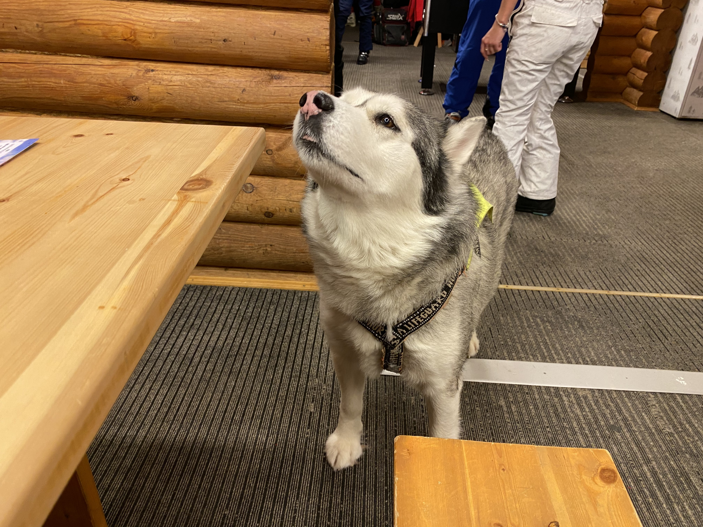 Пёс-спасатель по кличке Марсель, Большой Вудьявр, Кировск – фотографии России