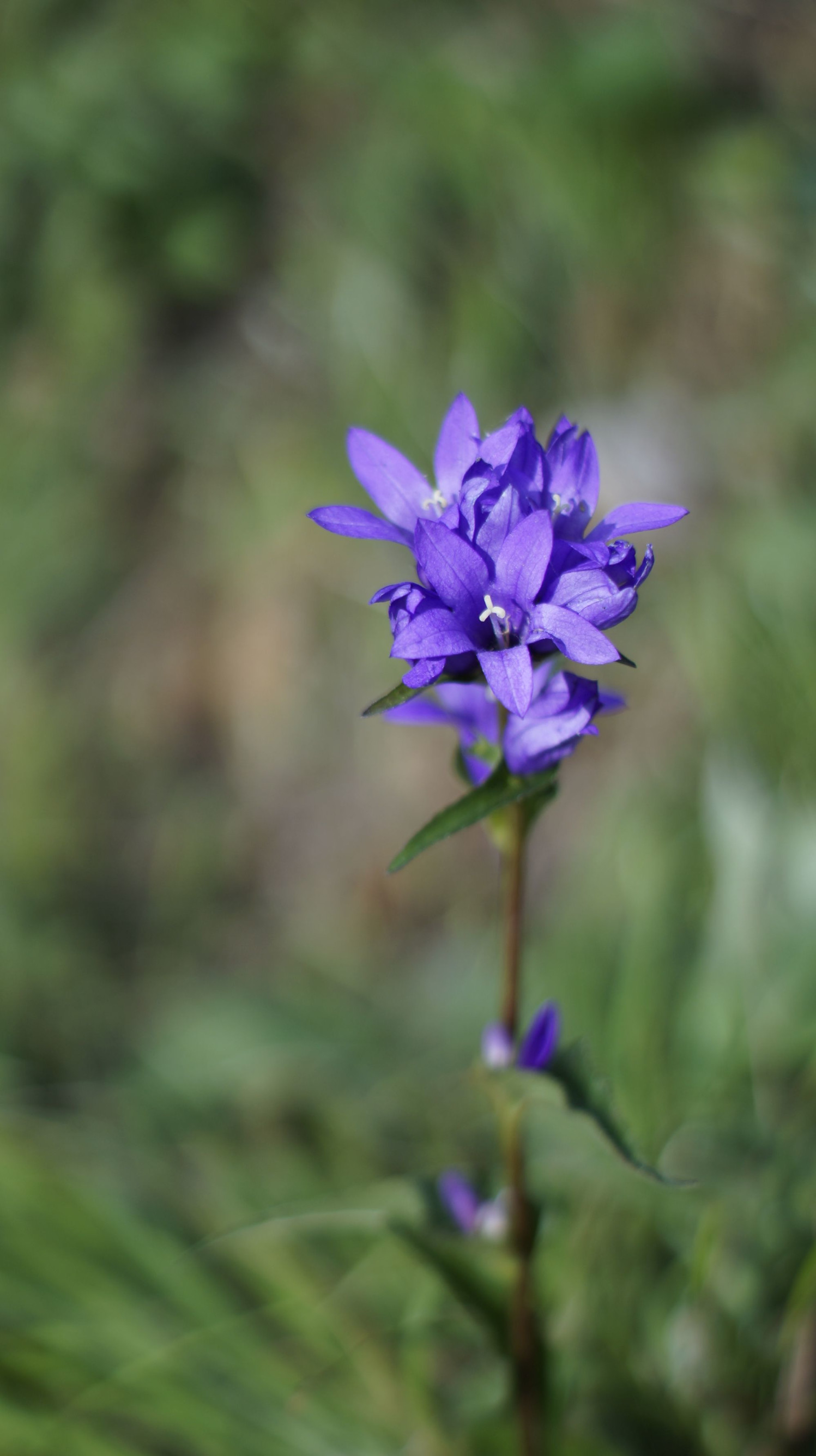 Природа Чегем – фотографии России