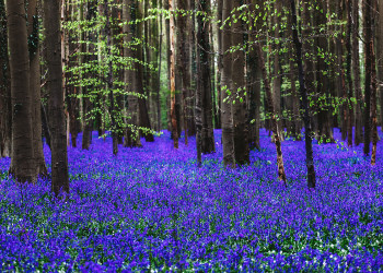 Лес Халлербос (The Hallerbos) в Брюсселе, Бельгия – фотографии Бельгии