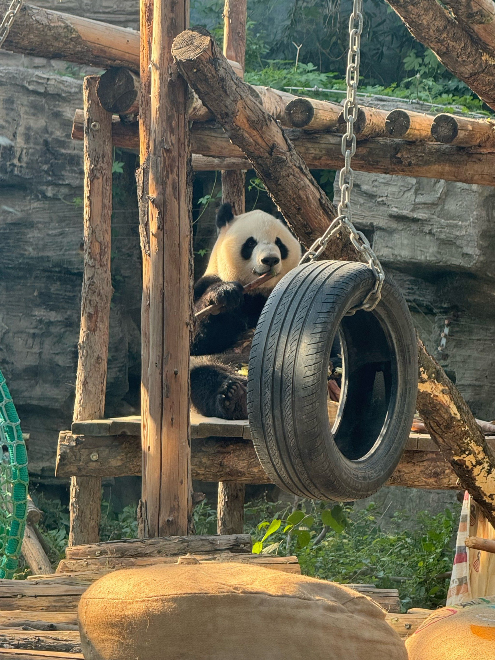 Зоопарк – фотографии Китая