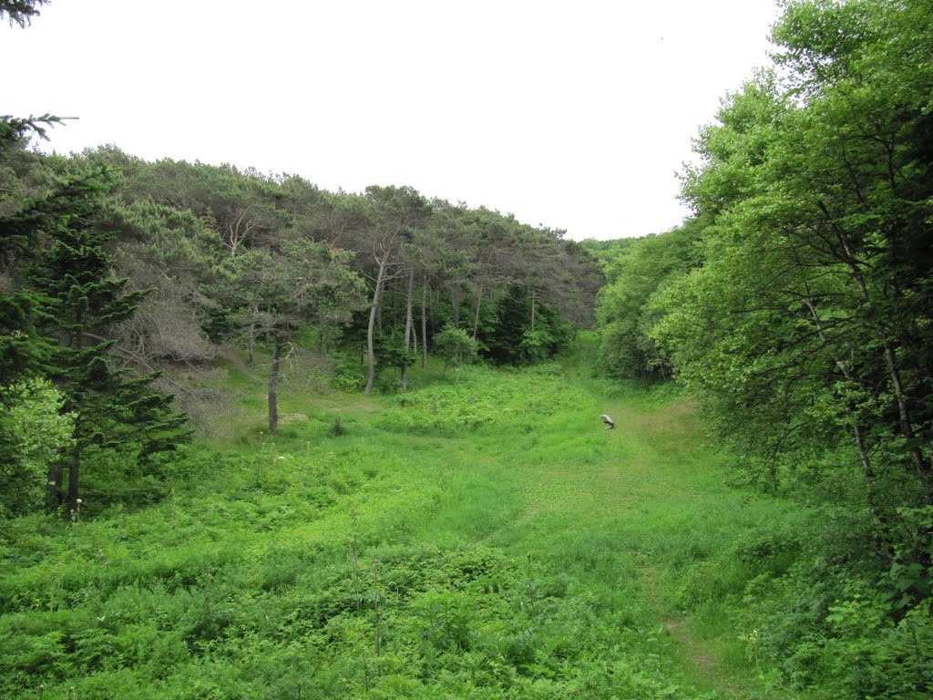 Заповедной зоной Кедровую падь объявили ещё в 1916, чтобы уберечь тайгу от вырубки – фотографии России