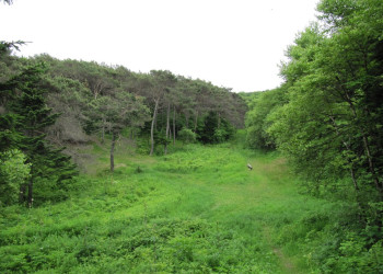 Заповедной зоной Кедровую падь объявили ещё в 1916, чтобы уберечь тайгу от вырубки – фотографии России