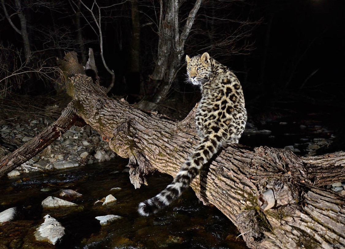 Кедровая Падь (Kedrovaya Pad) – старейший заповедник России – фотографии России